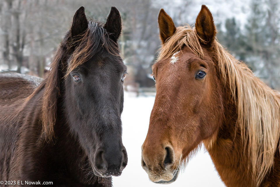 merged-horses2fixedmeergedsharp.jpg